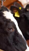 Molkerei Kühe Fütterung auf Bauernhof. Kühe das Vieh Fütterung Prozess auf ein groß Milch Bauernhof Vertikale video