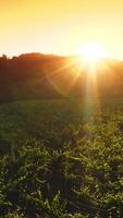 Green bushes of vine in the sunrays at sundown. Vine valley surrounded by thick woods. Aerial view. Vertical video