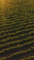Rows of green vine in the beams of setting sun. Farmer in hat walking through the orchard row. Top view. Vertical video