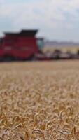 Modern combine harvester in action. Working harvesting combine in the field of wheat Vertical video