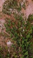 Rocky scenery of Bryce National Park covered with green pine trees, little bushes and moss. Drone footage at daytime. Top view. Vertical video