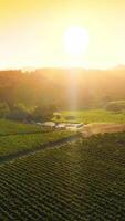 Amazing green vineyards of Napa, California, USA. Cozy rural scenery at backdrop of thick forest. Aerial view. Vertical video