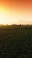 Vast vineyard field in the countryside territory. Amazing orange and pink sky over the green vine valley. Aerial view. Vertical video