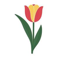 A red and yellow tulip on a white background vector