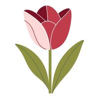 A red and pink tulip with green leaves vector
