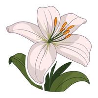 illustration of white lily flower isolated on white background vector