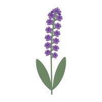 A purple flower with green leaves on it vector