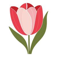 A red and pink tulip on a white background vector