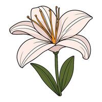 A lily flower is shown in this illustration vector