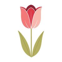 A red tulip with green leaves on a white background vector