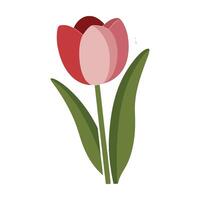 A red and pink tulip on a white background vector
