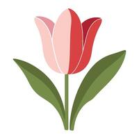 A red and pink tulip with green leaves vector