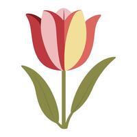 A red and yellow tulip on a white background vector