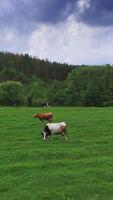 anders Kühe Weiden lassen auf das Grün Wiese. das Vieh Essen Gras beim Hintergrund von Kiefer Baum Wald. Vertikale video