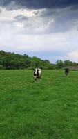 Few cows standing on the beautiful green meadow with white flowers. Black and white cow jumps away as the drone approaches it. Vertical video