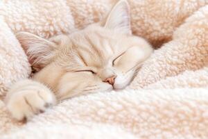 Cozy Scottish Fold kitten snuggled in a fluffy blanket with soft sunlight streaming through the window photo