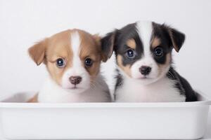 Two curious puppies exploring a clean litter tray in a bright minimalist studio setting photo