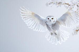 Majestic white owl in mid-flight with wings spread wide against a clean white backdrop highlighting its feather patterns photo