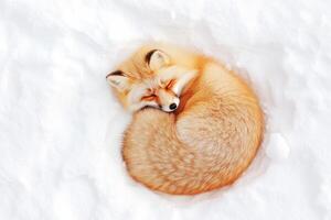 A cozy red fox curled up in soft snow under warm light during winter calm photo