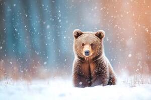 A brown bear gazes calmly in the snow with evening light casting a blue hue in a minimalist setting photo