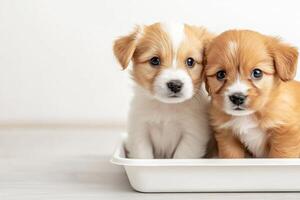 Two small puppies exploring a clean litter tray in a bright studio with a minimalist white background photo