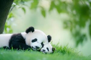 Sweet embrace of a baby panda and its parent resting on grass under trees in soft natural light photo