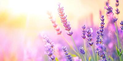 Tranquil lavender field in vibrant colors under a soft sunset providing a serene escape photo