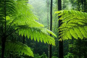 Serene sunlight filters through a dense forest of tall trees and lush ferns creating dappled patterns on the ground photo