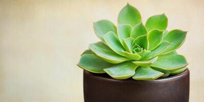 Close-up of a green succulent in a dark brown pot against a warm beige background with soft shadows photo