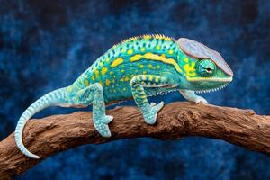 Colorful chameleon perched on a branch showcasing vibrant, intricate skin patterns in a natural habitat setting photo