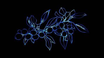 Neon frame effect, Mistletoe A symbol of holiday gatherings and traditions on black background video
