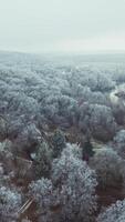 Top view of snowy trees in the forest. Trees covered with white snow in the countryside in winter season. Aerial view. Vertical video