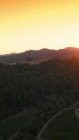Flying over the vineyards surrounded by thick green forests. Sun setting behind the mountains at backdrop. Aerial view. Vertical video