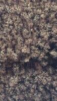 Trees in wood without leaves. Top view of a leafless forest in winter season. Aerial view. Motion camera around. Vertical video