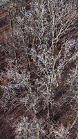 Flying over the trees without leaves. Naked branches of trees covered with frost in the forest. Top view. Slow motion. Vertical video