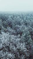 Tranquil atmosphere in winter forest. Breathtaking view of pine trees covered with white snow. Aerial view. Motion camera forward. Vertical video