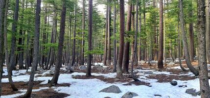 A forest with lots of trees and snow photo