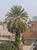 A palm tree in the middle of a city photo
