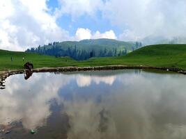 A horse is standing in a pond on a grassy hill photo