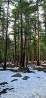 A forest with snow on the ground and trees photo