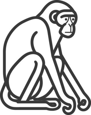 A monkey sitting on the ground with its head down