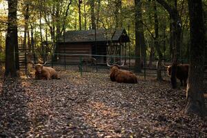 Highland cattle resting in a serene wooded enclosure photo