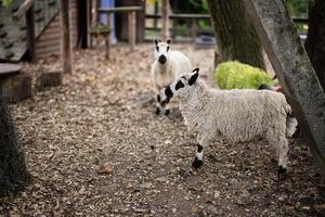 Two sheep in a rustic farm setting surrounded by nature photo