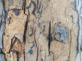 A close-up of rough, textured tree bark with deep cracks and crevices. photo