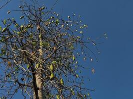 A captivating view of a tree reaching towards a cloudless blue sky, highlighting the beauty of natural patterns photo