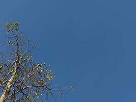 A low angle shot of a tree with bare branches and green seed pods against a clear blue sky. photo