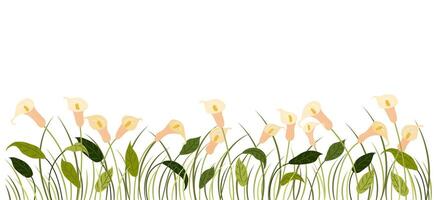 Horizontal cartoon banner with gorgeous multicolored blooming flowers, leaves border. Spring or summer botanical illustration with calla lilies on white background with empty space. vector