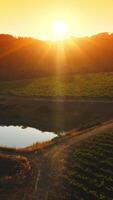 Little artificial pond in the vineyard fields of Napa, California, USA. Beautiful rural scenery of nature at backdrop of setting sun. Top view. Vertical video