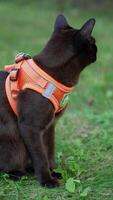 Calm peaceful black cat sitting on the green grass. Domestic feline in orange harness. Close up. Blurred backdrop. Vertical video