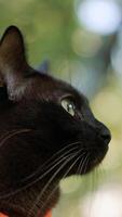 Black short-haired cat in orange harness close up. Head of a domestic feline looking around. Blurred backdrop. Vertical video